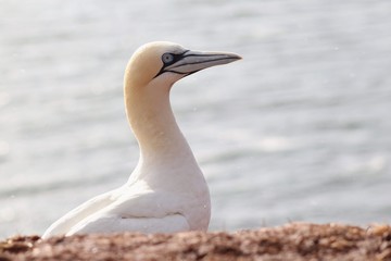 Northern  gannet