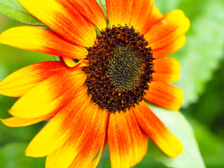 close up of sunflower orange and yellow
