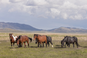 Naklejka na ściany i meble Wild Horses in Spring int he Utah Desert