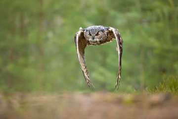 Eurasian eagle-owl (Bubo bubo) is a species of eagle-owl that resides in much of Eurasia. It is also called the European eagle-owl and in Europe