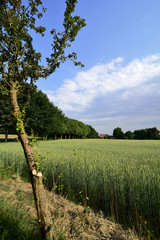 Obraz premium Grain field before harvest with blue sky and sunshine