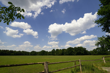 Green meadow with trees in sunny, blue sky with white clouds