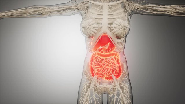 3d illustration of human digestive system parts and functions