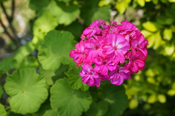 Flor planta de Malvón
