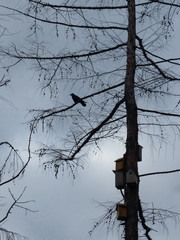 silhouette of crow on a tree