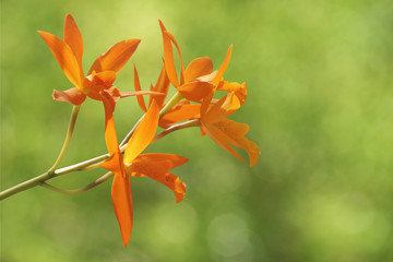 Orange Cattleya aurantiaca Orchid Flowers with Green Nature Background