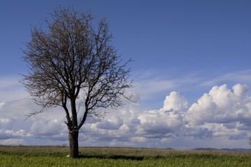 Fototapeta na wymiar tree in the field