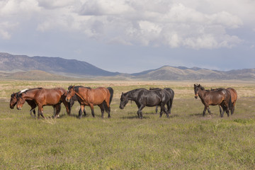 Obraz na płótnie Canvas Wild Horses in Spring int he Utah Desert