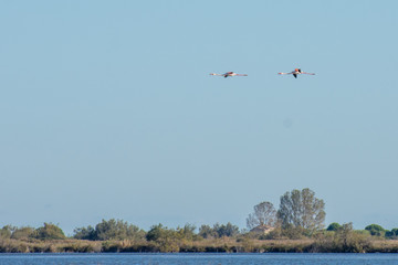 camargues