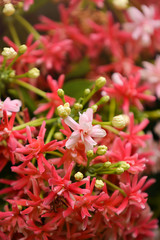 Combretum Indicum Flower In The Garden, Colorful Flower.