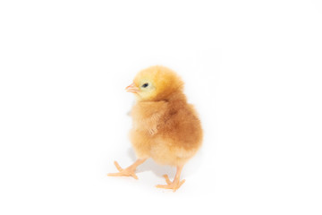 Chicken yellow isolated on white background. Little Chicks. The future chicken.. Poultry. Cattle
