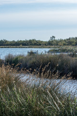 camargues