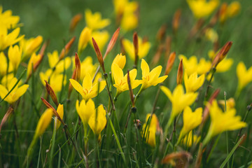Field of yellow wildflowers with reddish shoots. 