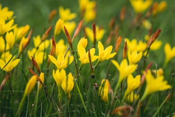 Fototapeta premium Field of yellow wildflowers with reddish shoots. 