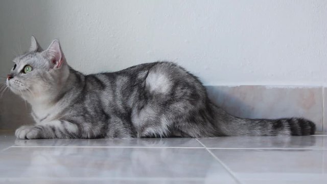 cat lying on the floor