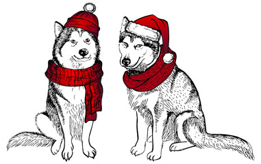 Husky's dog, in a knitted red hat with a pompon and scarf. Vector illustration. Christmas dog. Template for a card or poster. Print on clothes. Winter holidays. New Year's and Christmas.