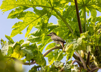 Bem-te-vi-rajado - Myiodynastes maculatus