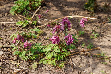 Purple corydalis flowers in forest at spring