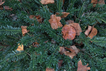 leaves lie on the branches of coniferous wood