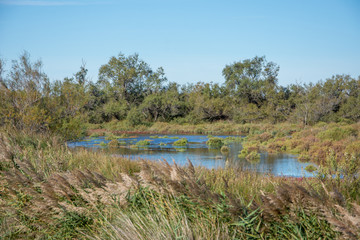 camargues