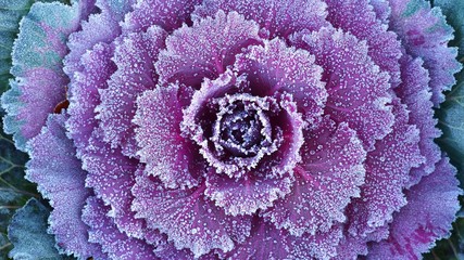 Ornamental decorative cabbage covered with a morning frost