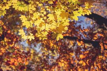 Beautiful autumn maple tree with yellow leaves and sun.