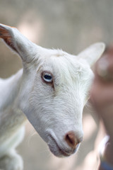 Obraz premium Portrait Closeup of a Goat Eye