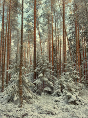 Magical winter New Year's forest in the snow after a snowfall. Little Christmas trees among the  high pines
