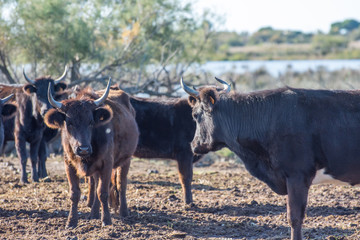 camargues