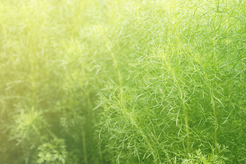 Fuzzy Green Leaves Plants as Background