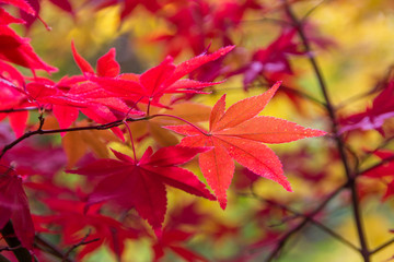 colorful leaves in autumn park
