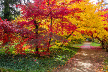 colorful leaves in autumn park