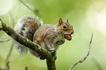  Grijze eekhoorn in de natuurlijke omgeving, close-up, detail, dieren in het wild, Sciurus carolinensis © JAKLZDENEK