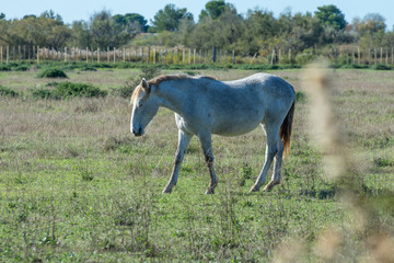 camargues