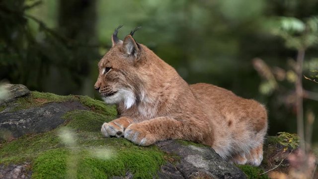Eurasian lynx resting on a rock in forest