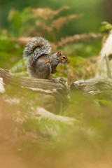 Grey squirrel in the natural environment, close up, detail, wildlife, Sciurus carolinensis