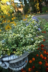 Summer landscape using as background or concept of wallpaper. Natural background for design