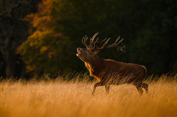 Red deer male in natural environment, Cervus elaphus, close up, Richmond Park, England 