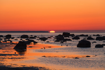 Fototapeta na wymiar Summer sunset over rocky shore of Baltic sea with silhouettes of stones and birds