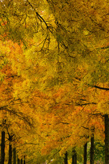 Yellow Maple Leaves. Atumn foliage.