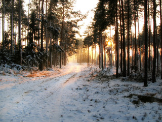 Zachód słońca podczas zimy na Mazurach w lesie