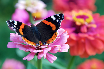 butterfly on flower in colorful summer garden