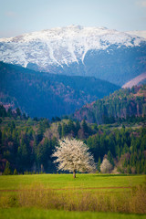 Alone white blooming cherry tree on a spring meadow. Snow covered mountains in the background.