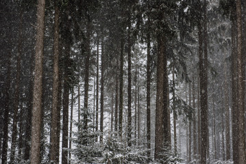 Verschneiter Nadelwald im Winter