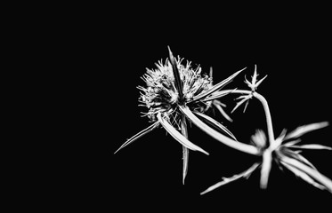 Eryngium planum, known as or blue eryngo in a dark key