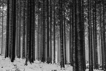 Verschneiter Nadelwald im Winter