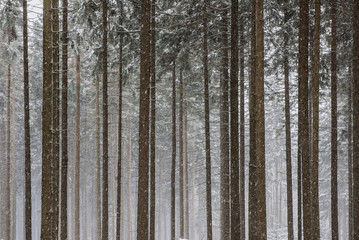 Verschneiter Nadelwald im Winter