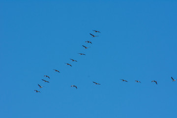 camargues