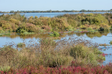 camargues