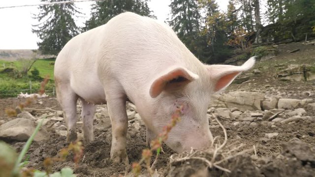 a happy pig eats his food